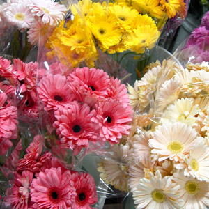 Gerberas $3.99 per bunch