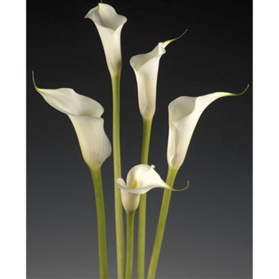 White Mini Calla Lilies