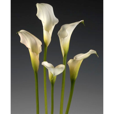 Crystal Blush Calla Lily