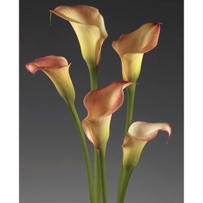 Fire Glow Mini Calla Lilies