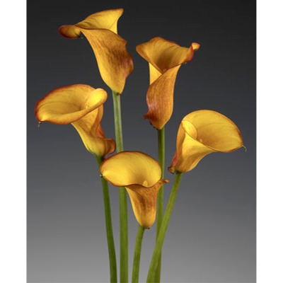 Flame Mini Calla Lilies