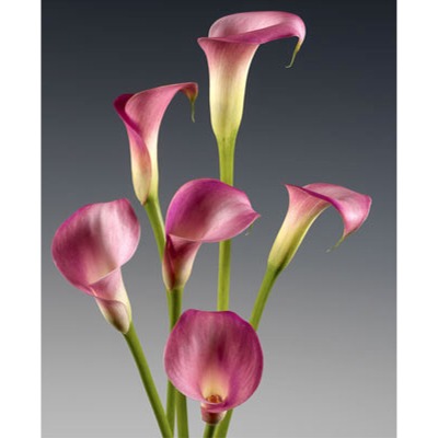 Garnet Glow Mini Calla Lily