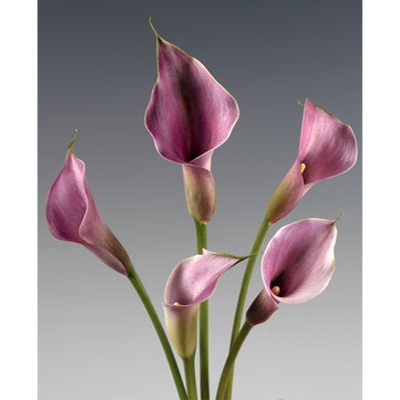 Lavender Gem Mini Calla Lilies
