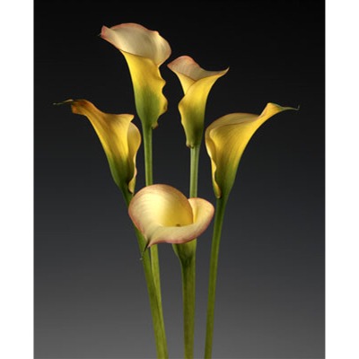 Peach Chiffon Mini Calla Lily