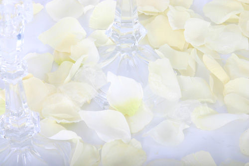 Cream/Ivory - Cotton Fabric Rose Petals, Box