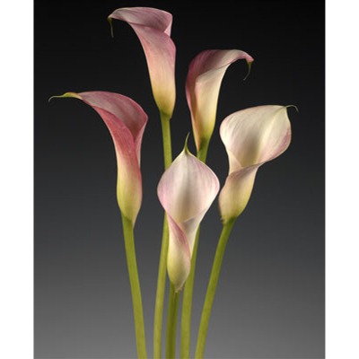 Pink Giant Mini Calla Lily