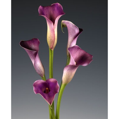 Purple Mini Calla Lilies