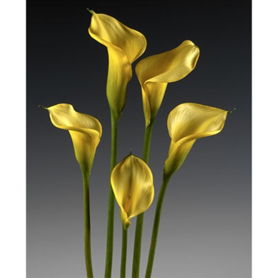 Lemon Drop Pastel Mini Cala Lily