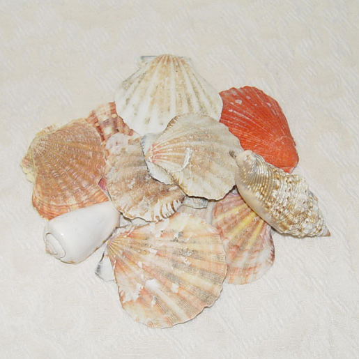 Medium Sea Shells
