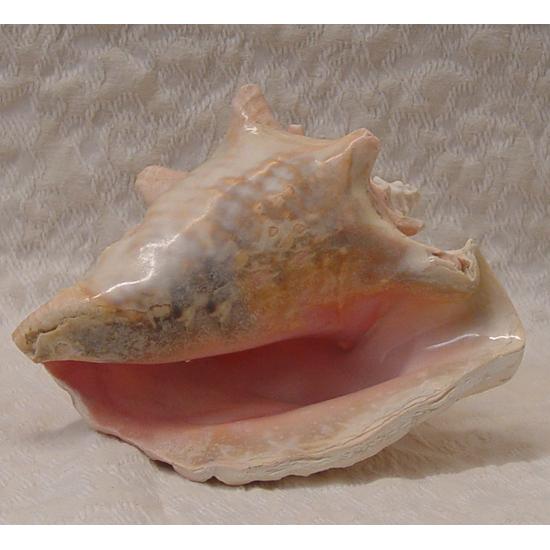 Pink Conch Shell