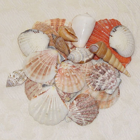 Small Sea Shells