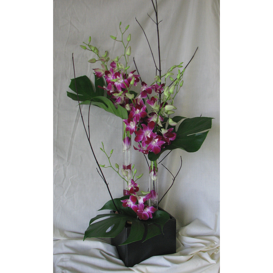 Black Square w/ Dendrobiums & Monstera