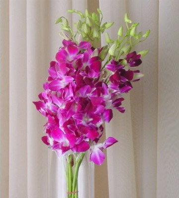 Bombay Dendrobium