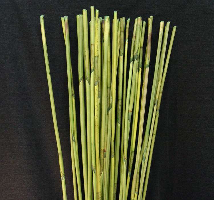 39" Green Elephant Reed