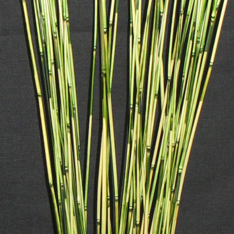 Green River Cane Branches Closeup