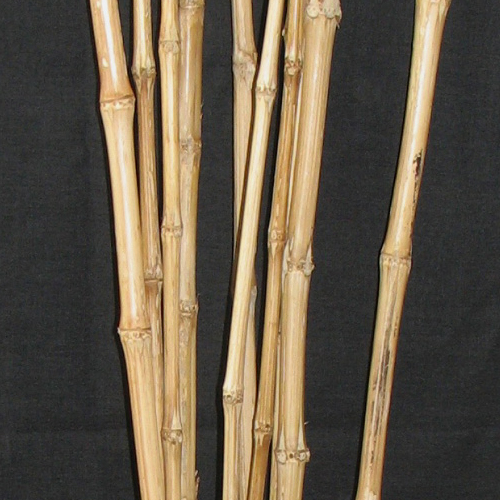 48" Babala Cane Closeup
