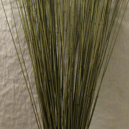 Autumn Marsh Reed Closeup