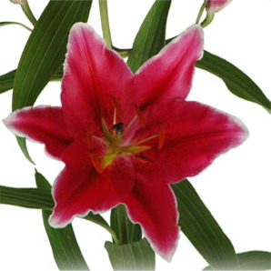 Wholesale Cobra Lilies