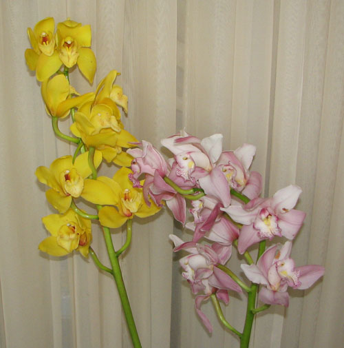 Cymbidium Orchids