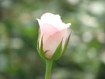Fresh Cut Pink Roses