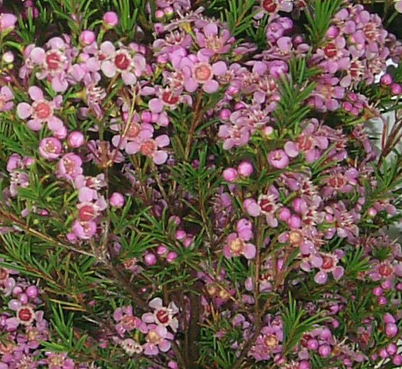 Pink Wax Flower
