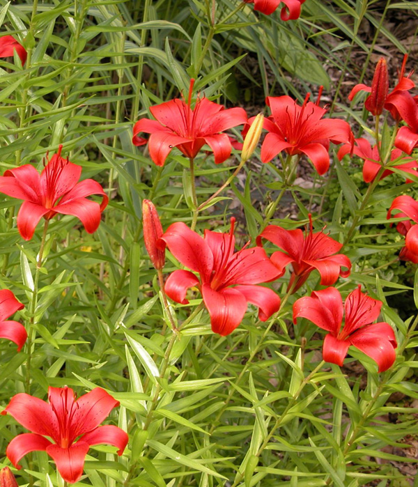 Red Asiatic Lilies