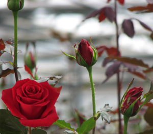 Fresh Cut Red Roses