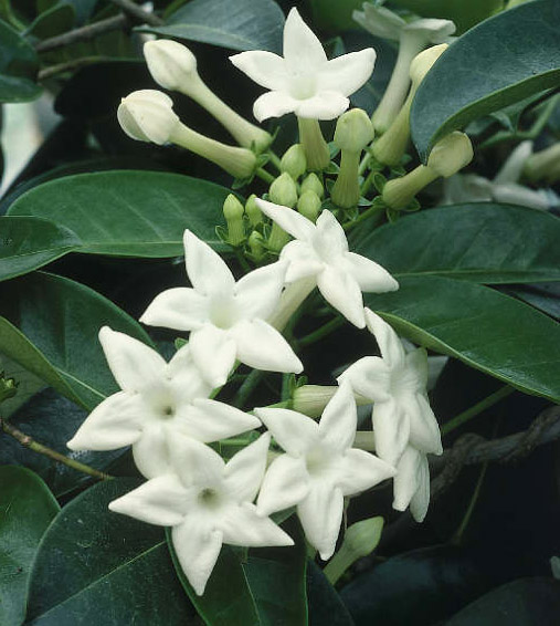 Stephanotis Blooms