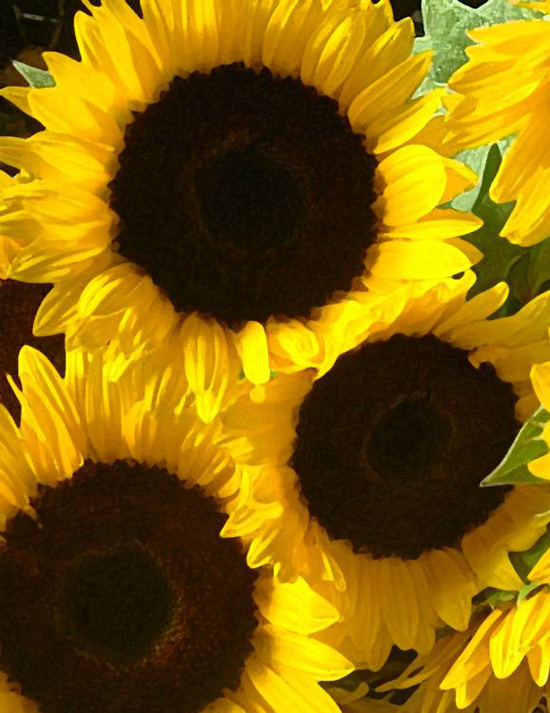 Sunflowers - Wholesale Flowers and Supplies