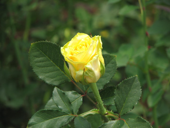 Fresh Cut Yellow Roses