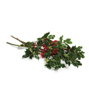 Green Holly 1/2 lb bag