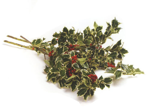 Variegated Holly 1/2 lb bag
