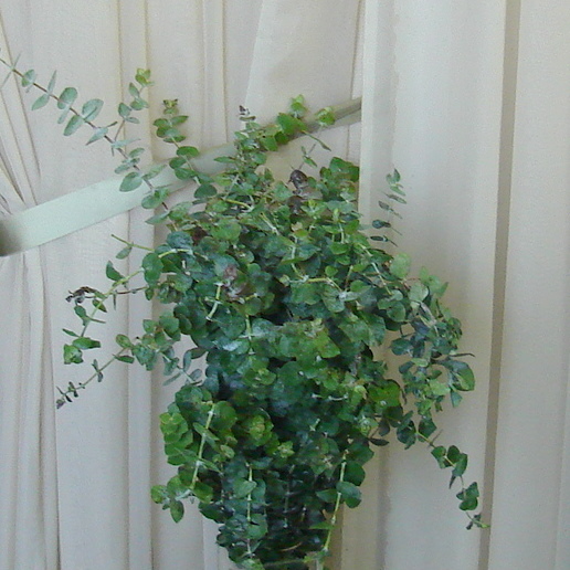 Baby Eucalyptus