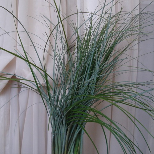 Bear Grass