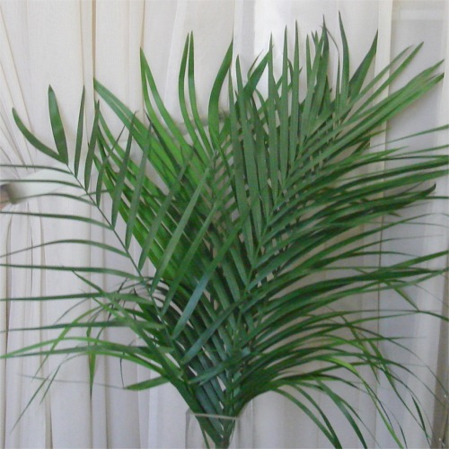 Commodore Palm