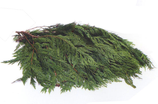 Port Orford Cedar Bunch
