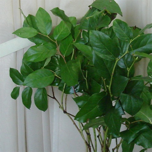 Salal (Lemon Leaf)
