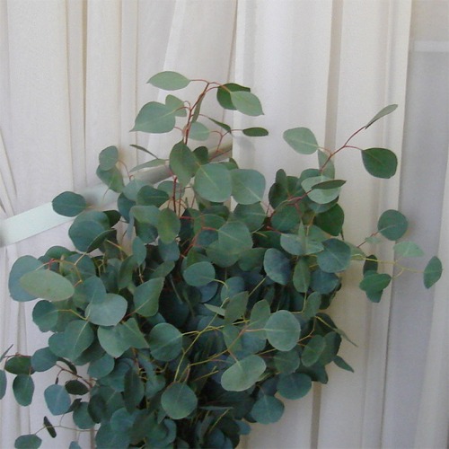 Silver Dollar Eucalyptus