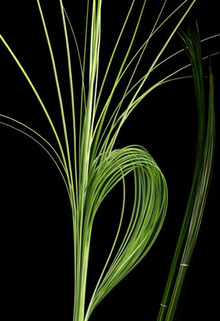 Steel Grass Bunch