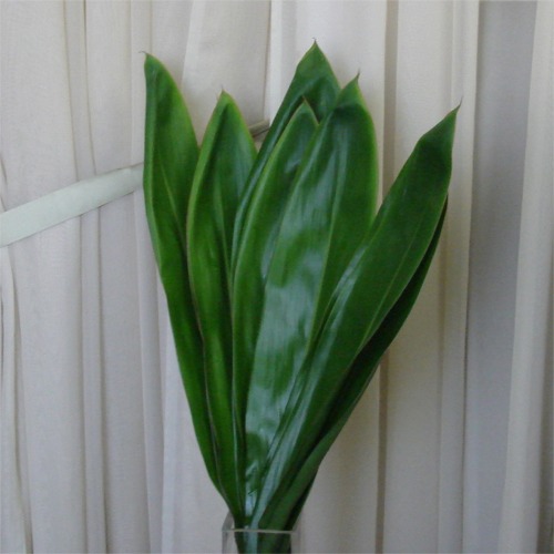 Ti Leaves