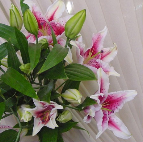 Pink Oriental Stargazer Lilies