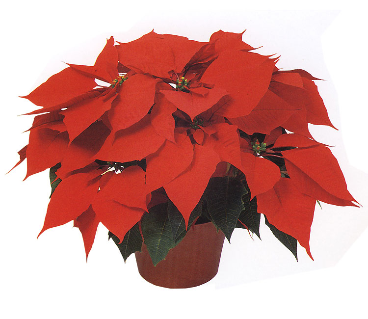 Paul Ecke Poinsettias, Holiday Special