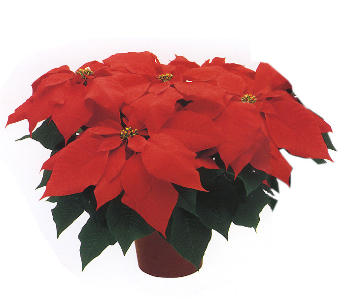 Paul Ecke Poinsettias, 5 Stem