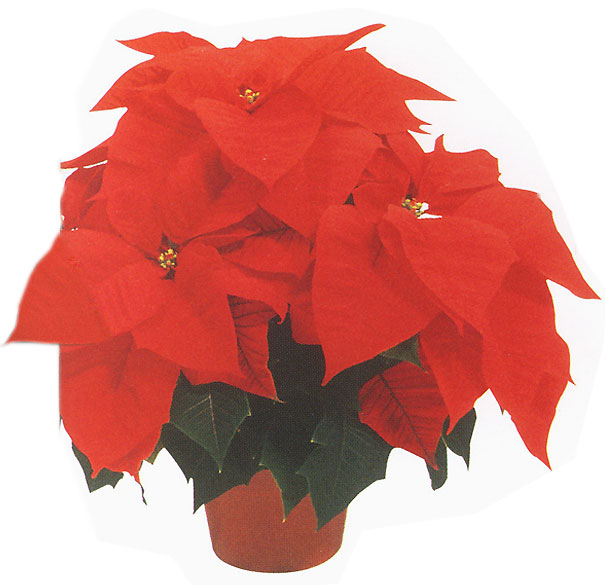 Paul Ecke Poinsettias, 4 Stem