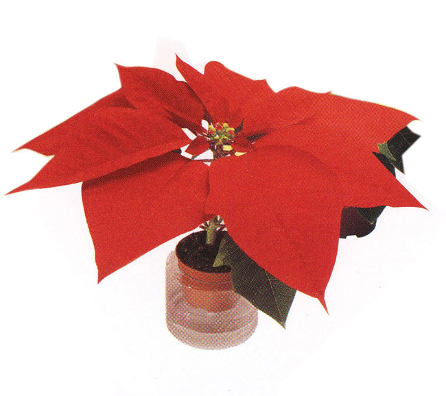 Paul Ecke Poinsettias, Mini Star