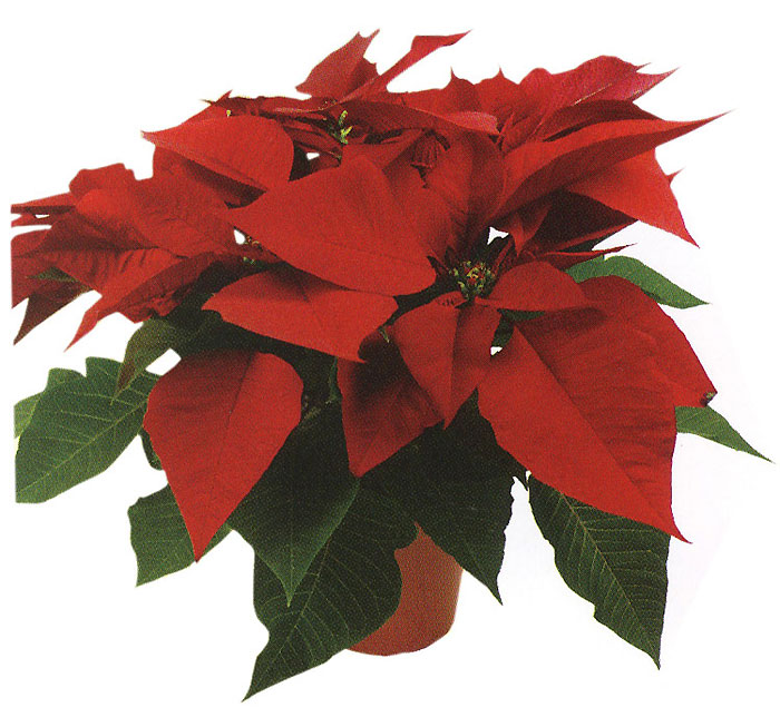 Paul Ecke Poinsettias, Pixie