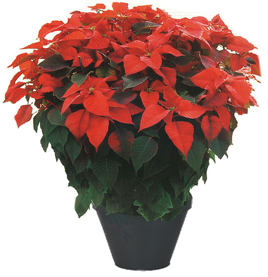 Paul Ecke Poinsettias, Poinsettia Tub