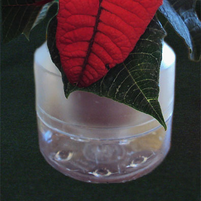 Paul Ecke Poinsettias, Self Watering Well