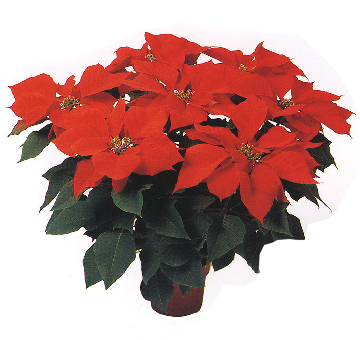 Paul Ecke Poinsettias, 6 - 7 Stem