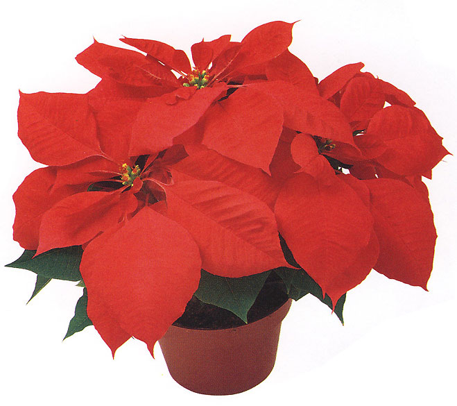 Paul Ecke Poinsettias, 3 Stem